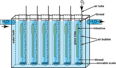 Effects of Cholecystokinin (CCK) on Gut Motility in the Stomachless Fish Ballan Wrasse (Labrus bergylta)